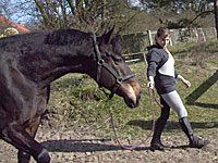 Bild von einem Pferd das am Zügel geführt wird