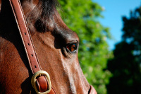 Bild eines Pferdekopfes