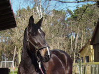 Bild eines Pferdes mit sehr aufmerksamen Blick