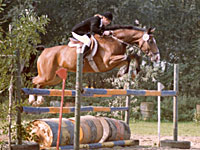 Sprungreiterin über Hindernis